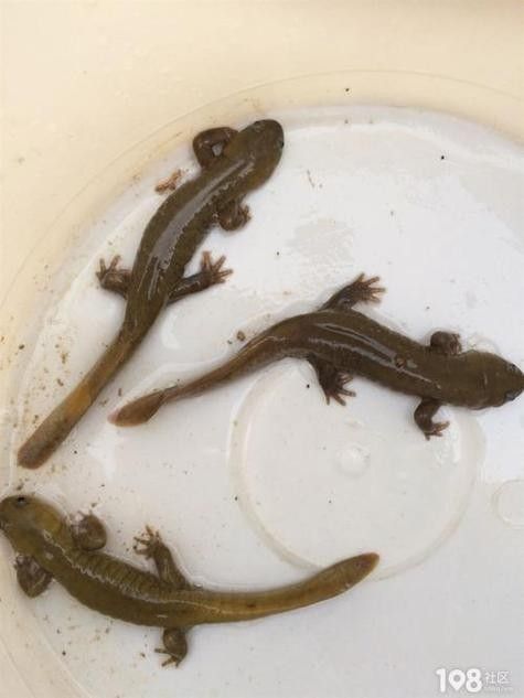 給我一些高清的四腳龍魚圖片 龍魚百科 第23張 給我一些高清的四腳龍魚圖片 給我一些高清的四腳龍魚圖片 龍魚百科 第23張