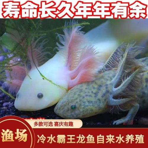 給我一些高清的四腳龍魚圖片 龍魚百科 第22張 給我一些高清的四腳龍魚圖片 給我一些高清的四腳龍魚圖片 龍魚百科 第22張
