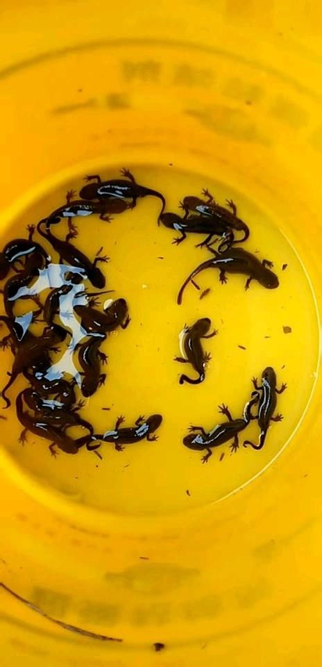 給我一些高清的四腳龍魚圖片 龍魚百科 第30張 給我一些高清的四腳龍魚圖片 給我一些高清的四腳龍魚圖片 龍魚百科 第30張