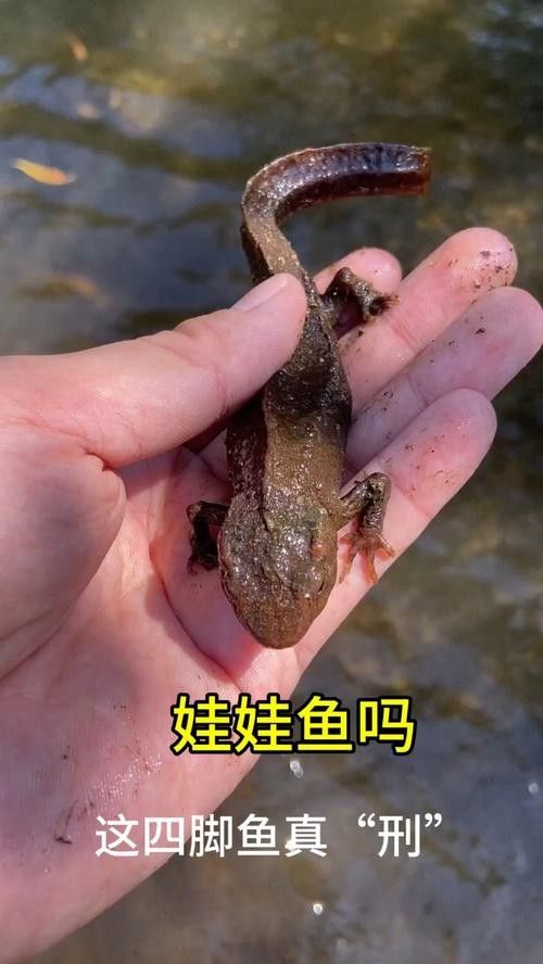 給我一些高清的四腳龍魚圖片 龍魚百科 第33張 給我一些高清的四腳龍魚圖片 給我一些高清的四腳龍魚圖片 龍魚百科 第33張
