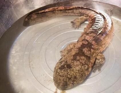 給我一些高清的四腳龍魚圖片 龍魚百科 第41張 給我一些高清的四腳龍魚圖片 給我一些高清的四腳龍魚圖片 龍魚百科 第41張