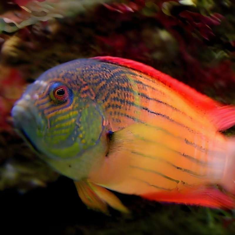 紅龍魚海水魚有哪些品種（龍巔觀賞魚紅龍魚品種分類及養護關鍵點和養護關鍵點）