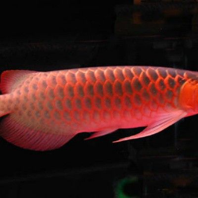 紅龍魚海水魚有哪些品種（龍巔觀賞魚紅龍魚品種分類及養護關鍵點和養護關鍵點）