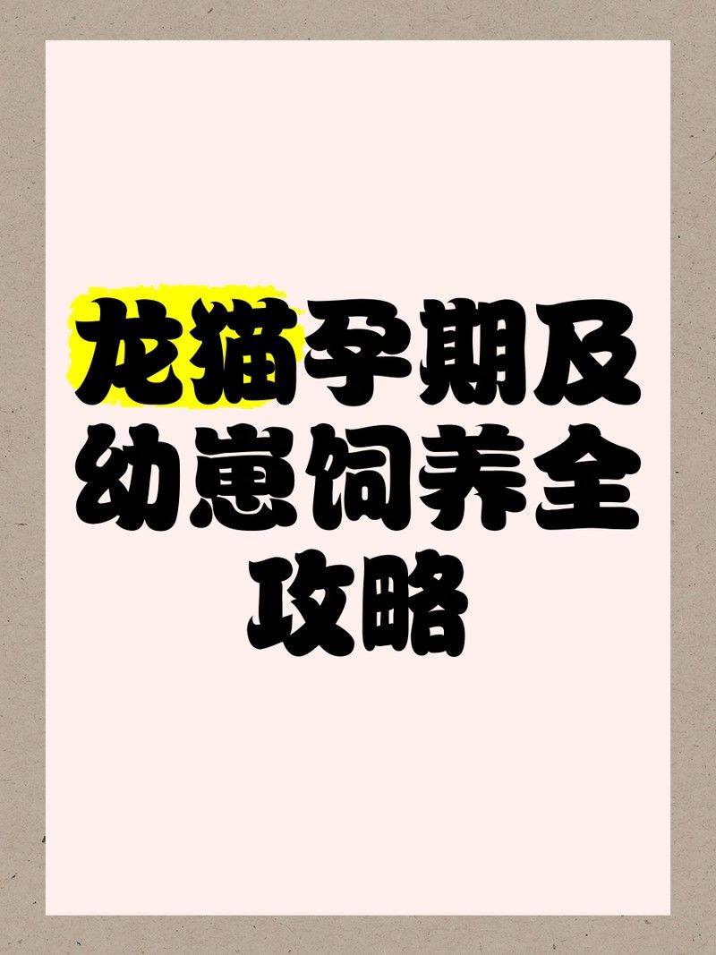 龍貓懷孕期間應該如何照顧（龍貓孕期護理全攻略[emoji[需手動填充]1f495[[需手動填充]emoji[需手動填充]） 龍貓懷孕期間應該如何照顧（龍貓孕期護理全攻略[emoji[需手動填充]1f495[[需手動填充]emoji[需手動填充]） 龍魚百科 第11張