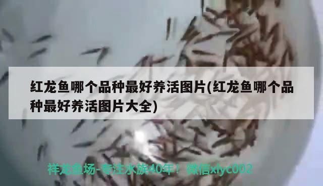 紅龍魚哪個品種最好養活圖片(紅龍魚哪個品種最好養活圖片大全)（紅龍魚哪個品種最好養活）