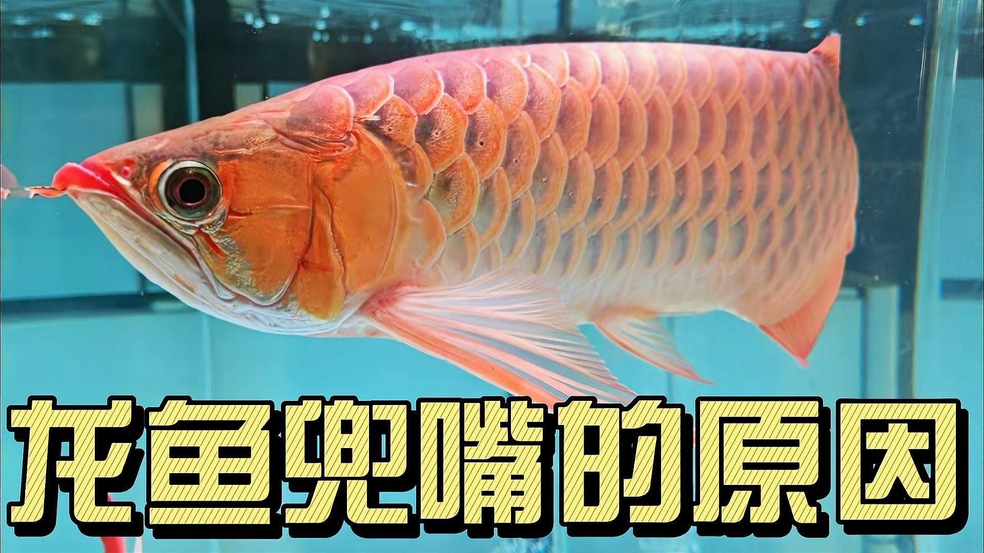 龍魚兜嘴矯正的最佳時機（魚兜嘴矯正的最佳時機是在龍魚幼年時期）
