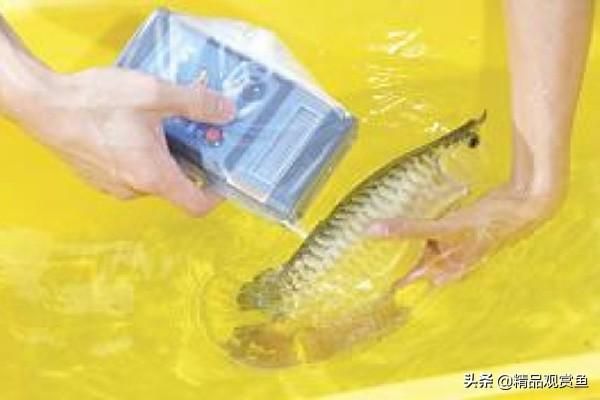 紅龍魚哪里產的最好【鴻福龍魚產地】（關于龍魚的問題）