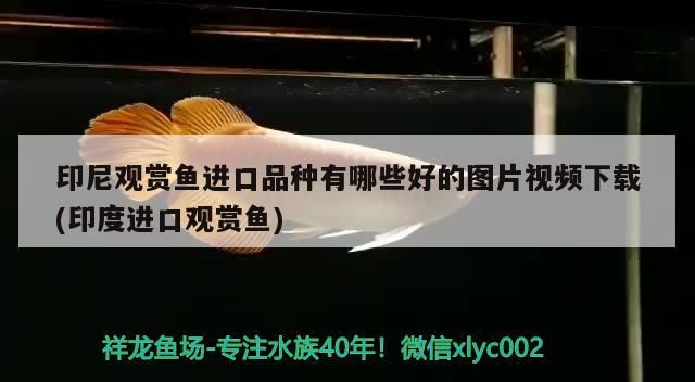 印尼觀賞魚進口品種有哪些好的圖片視頻下載(印度進口觀賞魚)