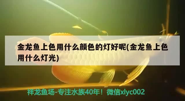 金龍魚上色用什么顏色的燈好呢(金龍魚上色用什么燈光)（金龍魚上色用什么顏色的燈好）