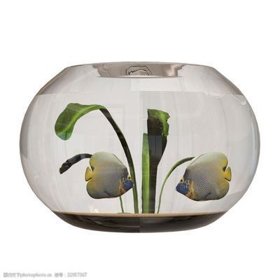 龍魚去哪里買最便宜又好（龍魚去哪里買最便宜又好養）（如何選擇龍魚） 龍魚去哪里買最便宜又好（龍魚去哪里買最便宜又好養）（如何選擇龍魚） 觀賞魚百科