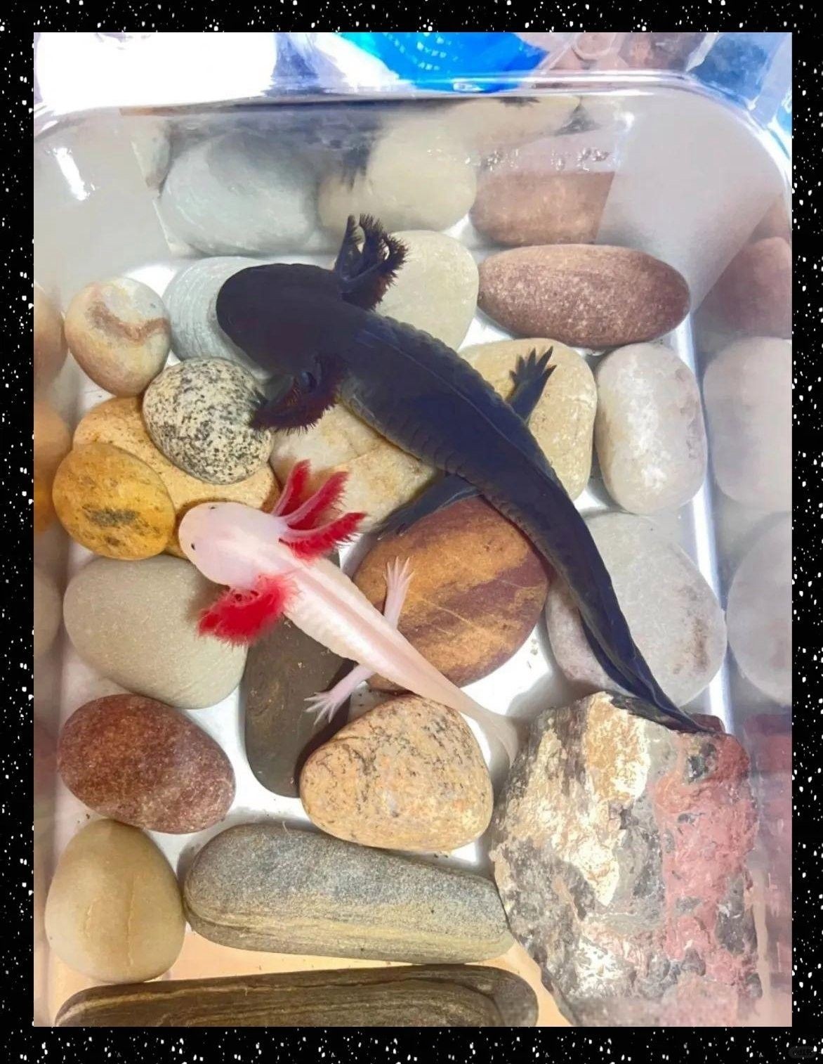 六角龍魚混養需要多久適應？（六角恐龍可以和什么一起養）