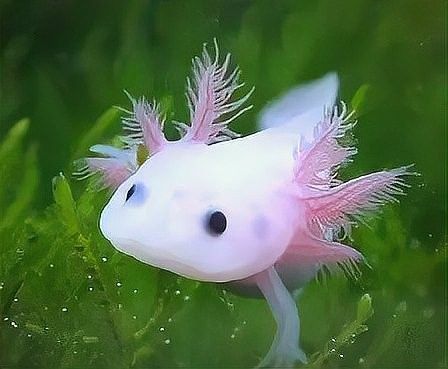 六角龍魚混養需要多久適應？（六角恐龍可以和什么一起養）