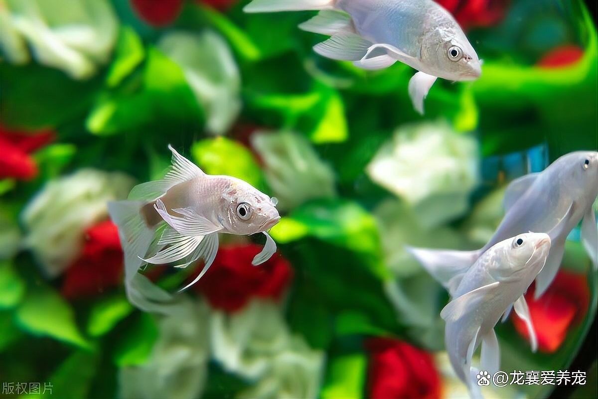 龍魚缸濾材如何消毒（倫貝爾大草原龍魚缸濾材如何清洗和消毒浮生如夢）