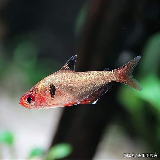 龍魚缸濾材如何消毒（倫貝爾大草原龍魚缸濾材如何清洗和消毒浮生如夢）
