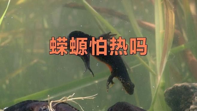火龍蠑螈的最佳飼養溫度是多少（小火龍蠑螈怎么養佩特汪小火龍蠑螈怎么養）