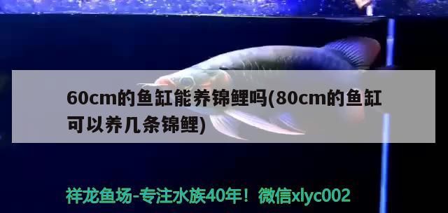 60cm的魚缸能養(yǎng)錦鯉嗎(80cm的魚缸可以養(yǎng)幾條錦鯉)（60cm的魚缸能養(yǎng)幾條錦鯉嗎，魚缸能養(yǎng)幾條錦鯉嗎）