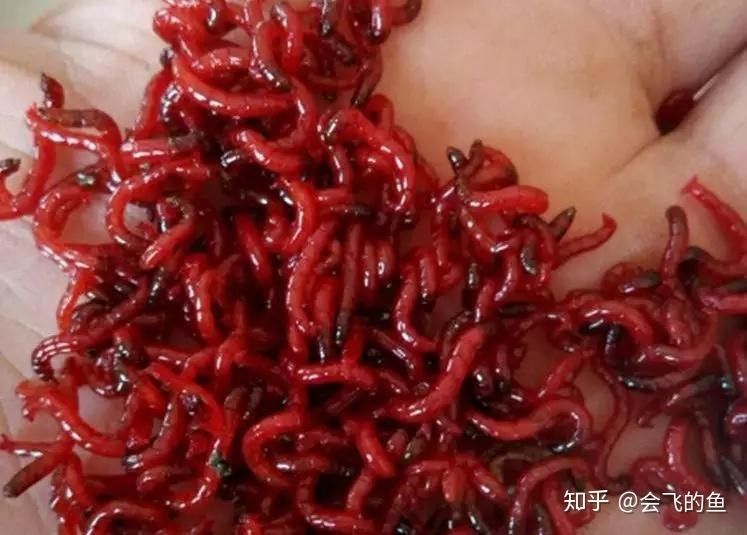 紅蟲消毒后如何保存？（如何正確保存紅蟲？）