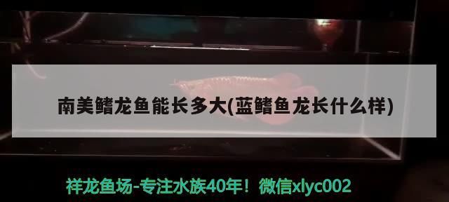 南美鰭龍魚能長多大(藍鰭魚龍長什么樣) 南美鰭龍魚能長多大(藍鰭魚龍長什么樣) 觀賞魚百科