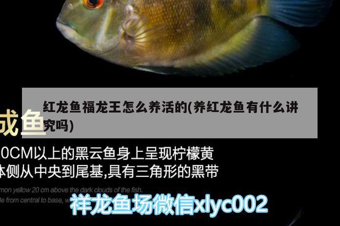 魚缸 紅龍魚福龍王怎么養(yǎng)活的(養(yǎng)紅龍魚有什么講究嗎)(紅龍魚福龍王怎么養(yǎng)活) 觀賞魚百科 紅龍魚福龍王怎么養(yǎng)活的(養(yǎng)紅龍魚有什么講究嗎)(紅龍魚福龍王怎么養(yǎng)活) 紅龍魚福龍王怎么養(yǎng)活的(養(yǎng)紅龍魚有什么講究嗎)(紅龍魚福龍王怎么養(yǎng)活) 觀賞魚百科