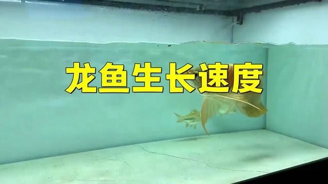 龍魚生長緩慢有哪些癥狀