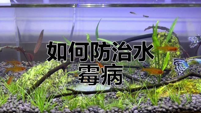 紅斑病與水霉病的區別（紅斑病和水霉病有什么區別？）