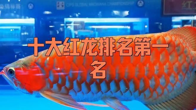 還有哪些紅龍魚品牌（十大紅龍魚品牌純依文錄紅龍魚品牌排名第一名星芒生圖社）