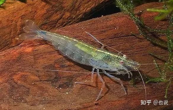 南美鰭龍魚有哪些天敵（南美鰭龍魚對南美鰭龍魚構(gòu)成威脅的天敵，飼養(yǎng)時要注意什么）