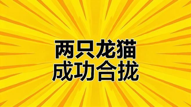龍貓合籠失敗有哪些表現（貓合籠失敗的表現通常包括以下幾個方面）