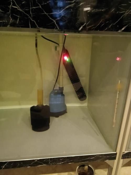 海南龍魚加熱棒需要多少瓦（如何挑選適合大型龍魚缸的加熱棒） 海南龍魚加熱棒需要多少瓦（如何挑選適合大型龍魚缸的加熱棒） 龍魚百科 第5張