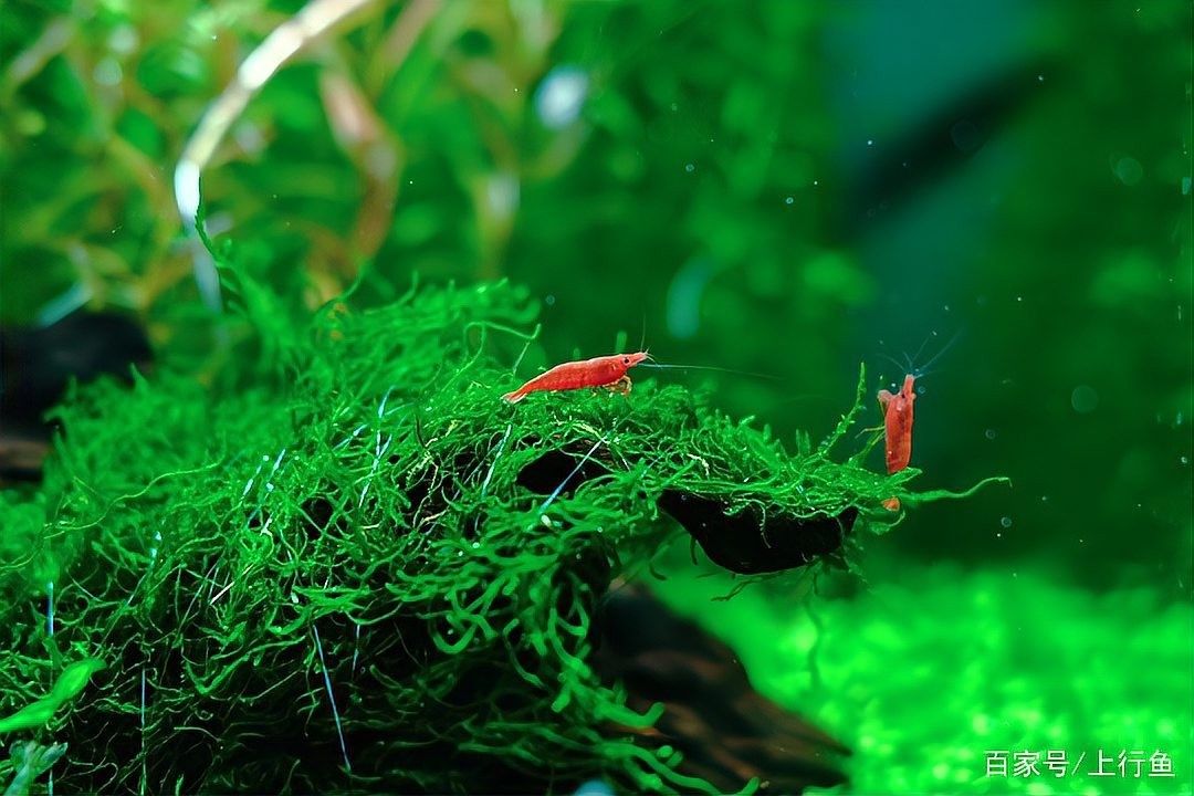海南龍魚加熱棒需要多少瓦（如何挑選適合大型龍魚缸的加熱棒） 海南龍魚加熱棒需要多少瓦（如何挑選適合大型龍魚缸的加熱棒） 龍魚百科 第10張
