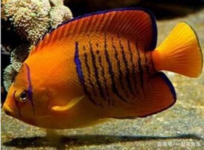 觀賞魚的分類及名稱（觀賞魚的生態(tài)適應(yīng)性）