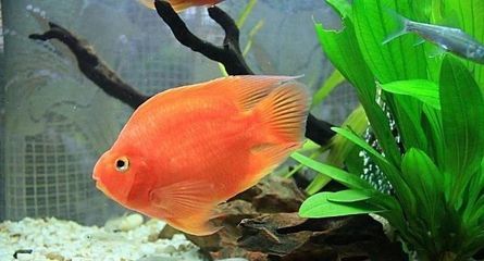 觀賞魚的分類及名稱（觀賞魚的生態(tài)適應(yīng)性）