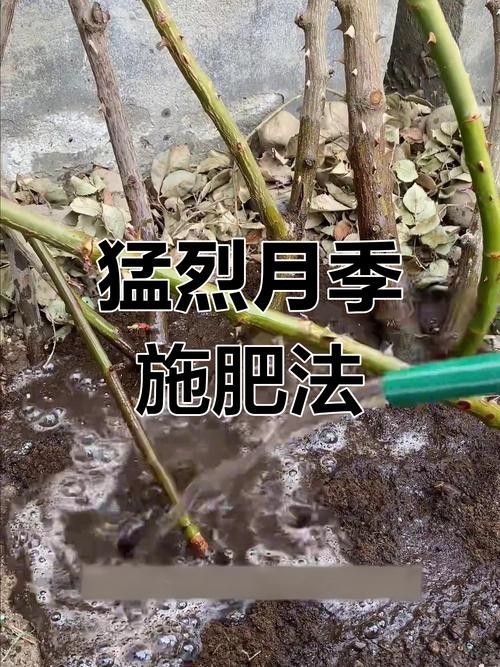 紅龍?jiān)录臼覂?nèi)養(yǎng)殖如何施肥？（紅龍?jiān)录臼┓实?大誤區(qū)）