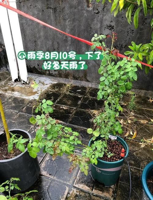 紅龍?jiān)录臼覂?nèi)養(yǎng)殖如何施肥？（紅龍?jiān)录臼┓实?大誤區(qū)）