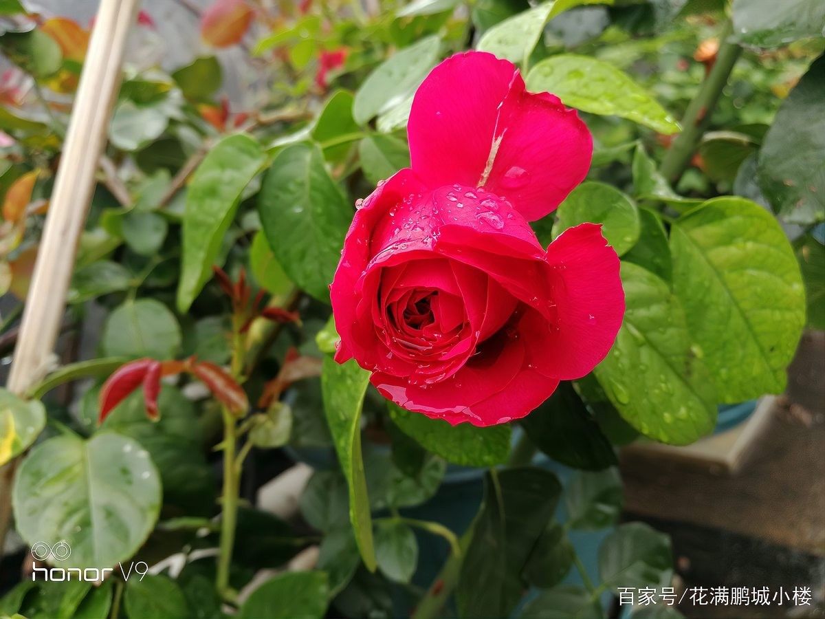 紅龍?jiān)录臼覂?nèi)養(yǎng)殖如何施肥？（紅龍?jiān)录臼┓实?大誤區(qū)）