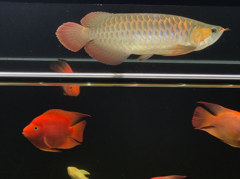 肥龍巡缸龍魚圈（肥龍巡缸龍魚圈定期組織線下活動，新年第一拍,廣東省東莞市） 肥龍巡缸龍魚圈（肥龍巡缸龍魚圈定期組織線下活動，新年第一拍,廣東省東莞市） 觀賞魚百科 第2張