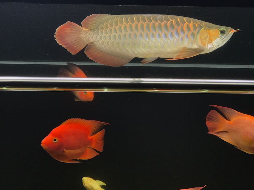 肥龍巡缸龍魚圈（肥龍巡缸龍魚圈定期組織線下活動，新年第一拍,廣東省東莞市） 肥龍巡缸龍魚圈（肥龍巡缸龍魚圈定期組織線下活動，新年第一拍,廣東省東莞市） 觀賞魚百科 第3張
