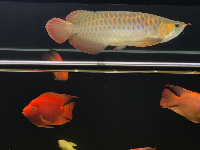 肥龍巡缸龍魚圈（肥龍巡缸龍魚圈定期組織線下活動，新年第一拍,廣東省東莞市） 肥龍巡缸龍魚圈（肥龍巡缸龍魚圈定期組織線下活動，新年第一拍,廣東省東莞市） 觀賞魚百科 第4張