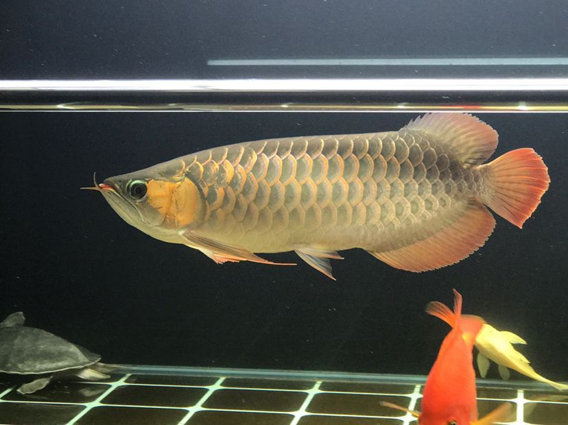 肥龍巡缸龍魚圈（肥龍巡缸龍魚圈定期組織線下活動，新年第一拍,廣東省東莞市） 肥龍巡缸龍魚圈（肥龍巡缸龍魚圈定期組織線下活動，新年第一拍,廣東省東莞市） 觀賞魚百科 第5張