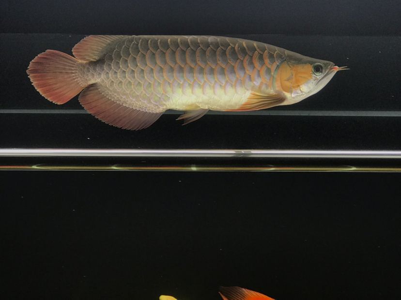 肥龍巡缸龍魚圈（肥龍巡缸龍魚圈定期組織線下活動，新年第一拍,廣東省東莞市） 肥龍巡缸龍魚圈（肥龍巡缸龍魚圈定期組織線下活動，新年第一拍,廣東省東莞市） 觀賞魚百科 第7張