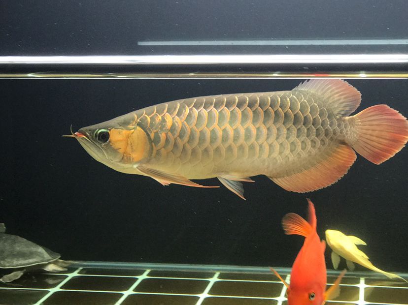 肥龍巡缸龍魚圈（肥龍巡缸龍魚圈定期組織線下活動，新年第一拍,廣東省東莞市） 肥龍巡缸龍魚圈（肥龍巡缸龍魚圈定期組織線下活動，新年第一拍,廣東省東莞市） 觀賞魚百科 第6張
