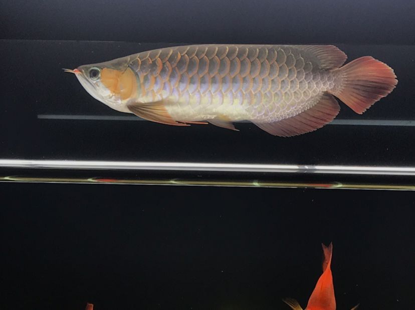 肥龍巡缸龍魚圈（肥龍巡缸龍魚圈定期組織線下活動，新年第一拍,廣東省東莞市） 肥龍巡缸龍魚圈（肥龍巡缸龍魚圈定期組織線下活動，新年第一拍,廣東省東莞市） 觀賞魚百科 第8張