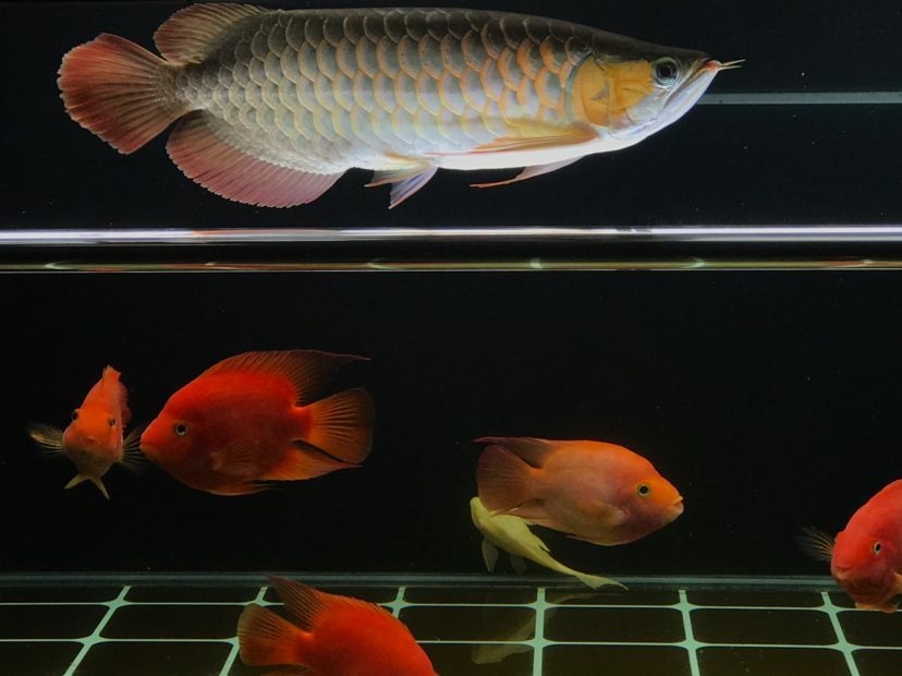 肥龍巡缸龍魚圈（肥龍巡缸龍魚圈定期組織線下活動，新年第一拍,廣東省東莞市） 肥龍巡缸龍魚圈（肥龍巡缸龍魚圈定期組織線下活動，新年第一拍,廣東省東莞市） 觀賞魚百科 第10張
