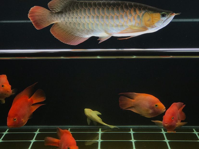 肥龍巡缸龍魚圈（肥龍巡缸龍魚圈定期組織線下活動，新年第一拍,廣東省東莞市） 肥龍巡缸龍魚圈（肥龍巡缸龍魚圈定期組織線下活動，新年第一拍,廣東省東莞市） 觀賞魚百科 第9張