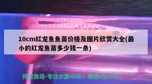 10cm紅龍魚魚苗價格及圖片欣賞大全(最小的紅龍魚苗多少錢一條) 10cm紅龍魚魚苗價格及圖片欣賞大全(最小的紅龍魚苗多少錢一條) 觀賞魚百科
