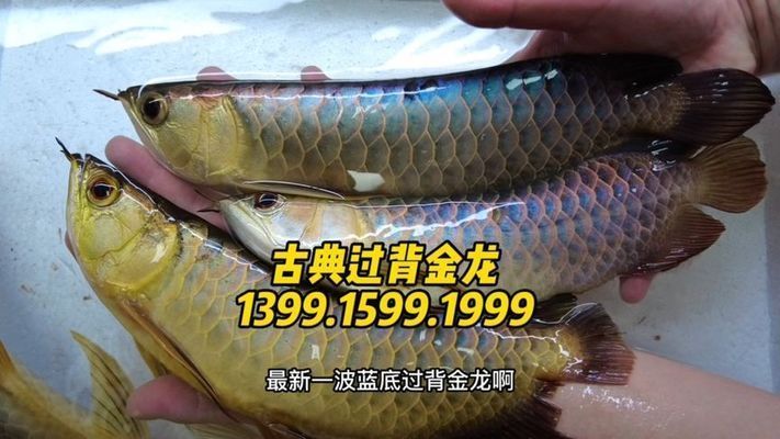 詳細(xì)閱讀:50厘米長的金龍魚價(jià)格多少(50厘米金龍魚價(jià)格多少錢一條) 50厘米長的金龍魚價(jià)格多少(50厘米金龍魚價(jià)格多少錢一條)