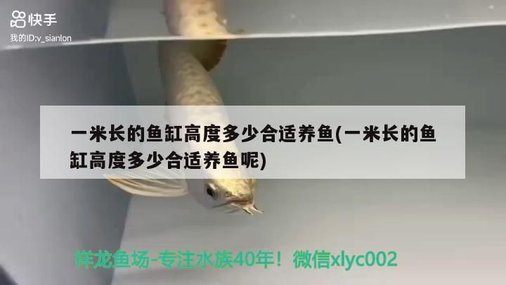 一米長的魚缸高度多少合適養魚(一米長的魚缸高度多少合適養魚呢) 一米長的魚缸高度多少合適養魚(一米長的魚缸高度多少合適養魚呢) 觀賞魚百科