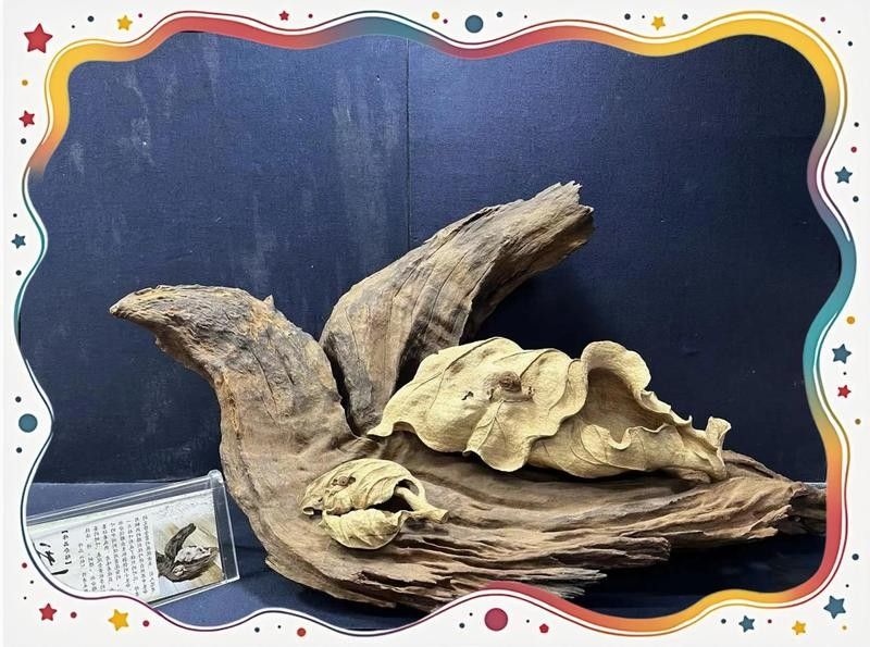 龍魚木雕的保養(yǎng)方法（如何正確保養(yǎng)龍魚木雕） 龍魚木雕的保養(yǎng)方法（如何正確保養(yǎng)龍魚木雕） 龍魚百科 第9張