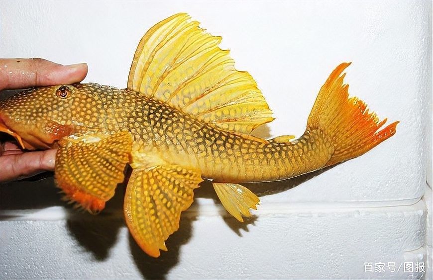 24K金龍魚的市場需求如何（24k金龍魚品質松仔講魚如何區分金龍魚品質松仔講魚）