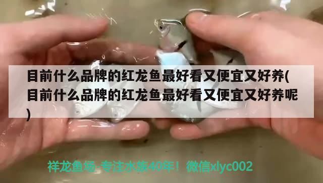 目前什么品牌的紅龍魚最好看又便宜又好養(目前什么品牌的紅龍魚最好看又便宜又好養呢)